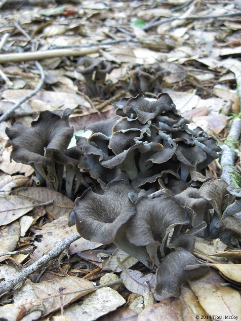 Black Trumpet Mushrooms